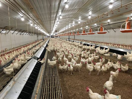 Premium Farm Livestock - Sheep, Hens & Goats