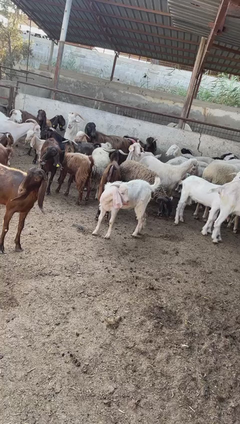 Premium Farm Livestock - Sheep, Hens & Goats